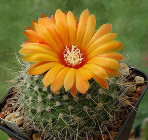 DSC03434Parodia herzogii TB738.2