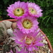 DSC03439Echinocereus purpureus v. malaga