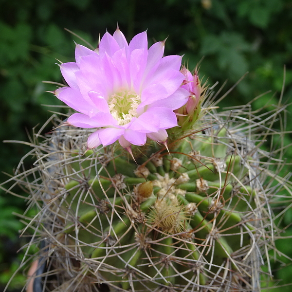 DSC03440Acanthocalycium violaceum