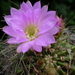 DSC03441Acanthocalycium violaceum