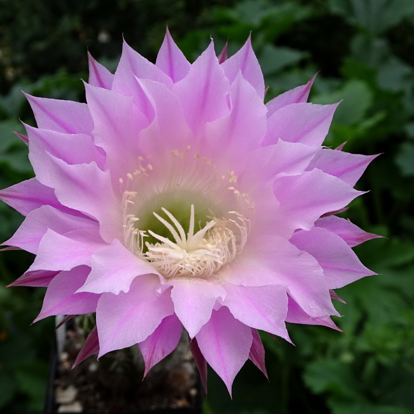 DSC03442Echinopsis multiplex