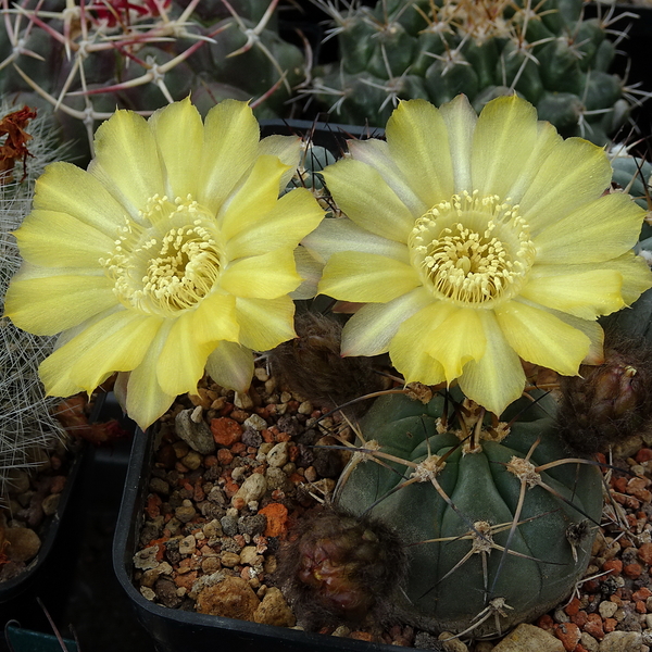 DSC03454Acanthocalycium glaucum