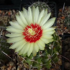 DSC03455Hamatocactus setispinus