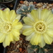 DSC03458Acanthocalycium glaucum