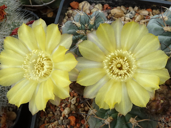 DSC03458Acanthocalycium glaucum