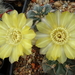 DSC03459Acanthocalycium glaucum