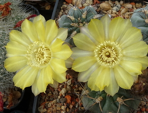 DSC03459Acanthocalycium glaucum