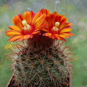 DSC03463Parodia cachiana ME88