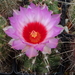 DSC03468Thelocactus bicolor ssp. commodus MK 133.419