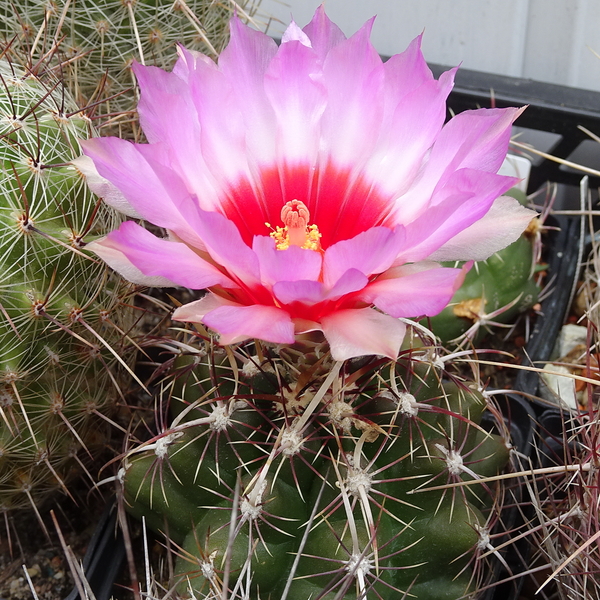 DSC03469Thelocactus bicolor ssp. commodus MK 133.419