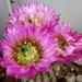 DSC03470Echinocereus purpureus v. malaga