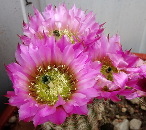 DSC03470Echinocereus purpureus v. malaga