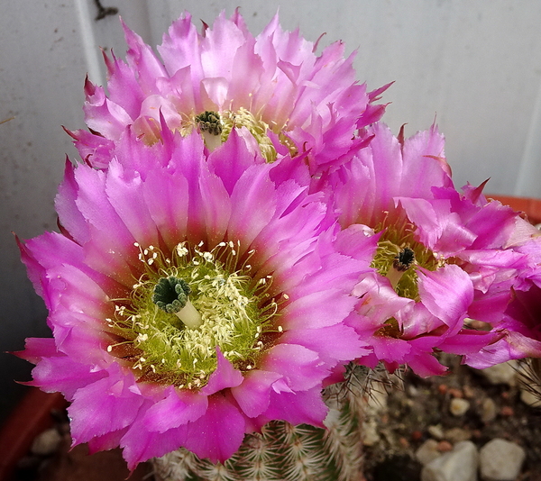 DSC03470Echinocereus purpureus v. malaga