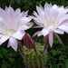 DSC03472Echinopsis multiplex