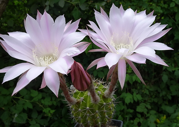 DSC03472Echinopsis multiplex