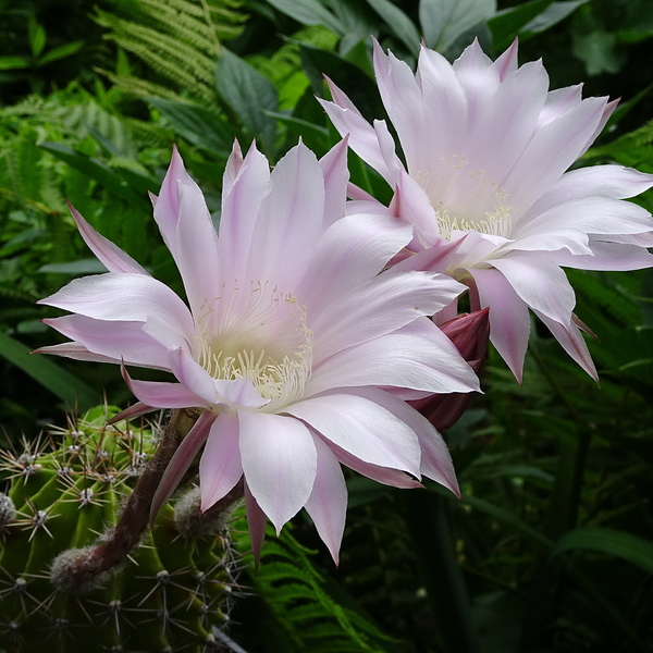 DSC03474Echinopsis multiplex