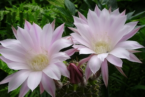 DSC03475Echinopsis multiplex