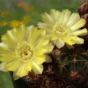 DSC03503Acanthocalycium glaucum