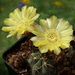 DSC03504Acanthocalycium glaucum