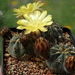 DSC03505Acanthocalycium glaucum