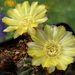 DSC03506Acanthocalycium glaucum