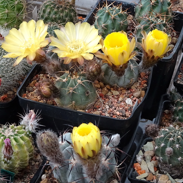 DSC03515Acanthocalycium glaucum