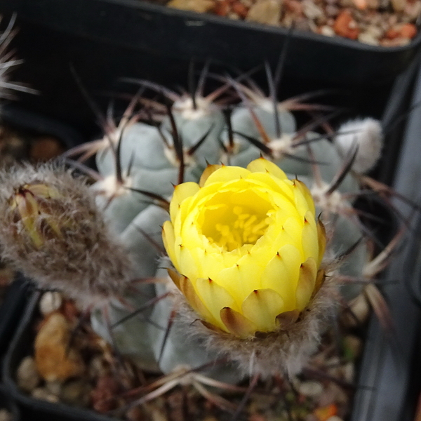 DSC03516Acanthocalycium glaucum