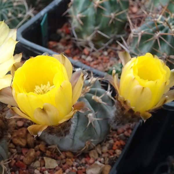 DSC03517Acanthocalycium glaucum