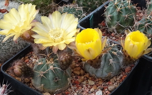 DSC03518Acanthocalycium glaucum