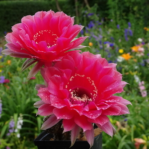 DSC03522Echinopsis Peace Eros