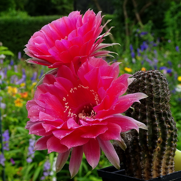 DSC03523Echinopsis Peace Eros