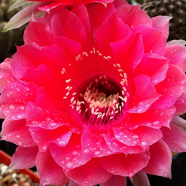 DSC03527Echinopsis Peace Eros