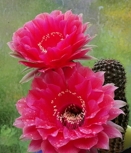 DSC03528Echinopsis Peace Eros