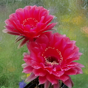 DSC03529Echinopsis Peace Eros