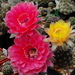 DSC03530Echinopsis Peace Eros