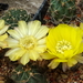 DSC03545Acanthocalycium glaucum