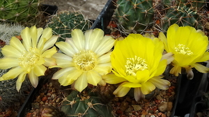 DSC03545Acanthocalycium glaucum