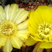 DSC03546Acanthocalycium glaucum