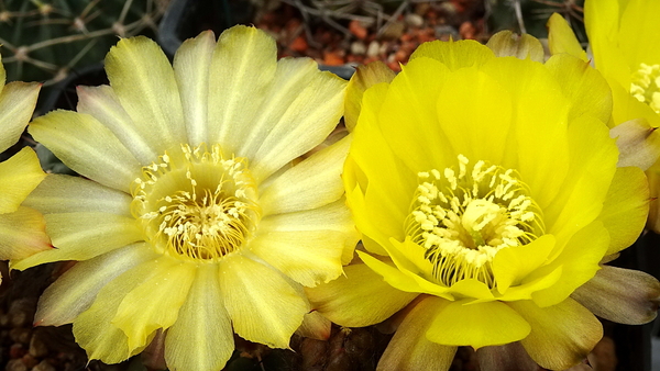 DSC03546Acanthocalycium glaucum