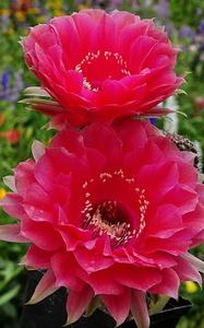 DSC03550Echinopsis Peace Eros