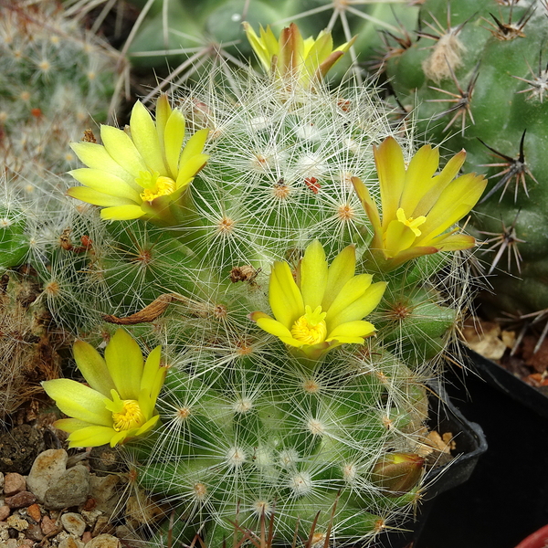 DSC03552Mammillaria baumii