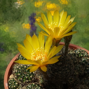 DSC03557Lobivia arachnacantha