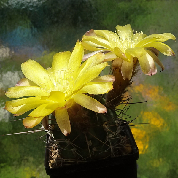 DSC03581Acanthocalycium thionanthum v. griseum TB355.1