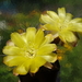 DSC03582Acanthocalycium thionanthum v. griseum TB355.1