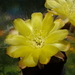 DSC03583Acanthocalycium thionanthum v. griseum TB355.1