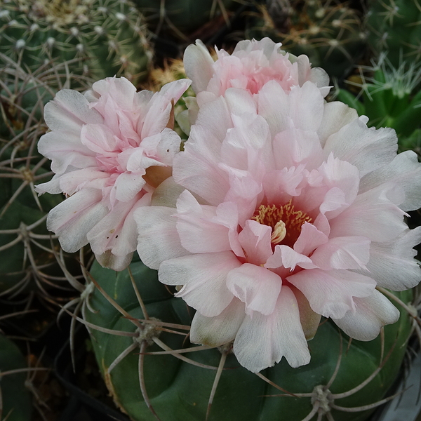 DSC03596Gymnocalycium schuetzianum