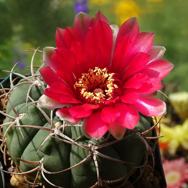 DSC03601Gymnocalycium carminanthum