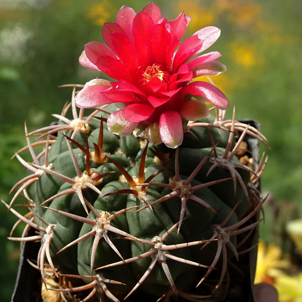 DSC03604Gymnocalycium carminanthum VS-130