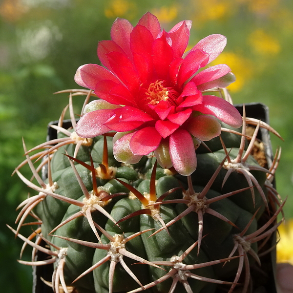 DSC03605Gymnocalycium carminanthum VS-130