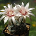 DSC03611Gymnocalycium catamarense TOM 07-293